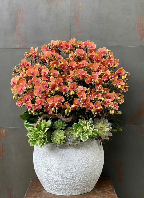 Chậu Lan Hồ Điệp KG127