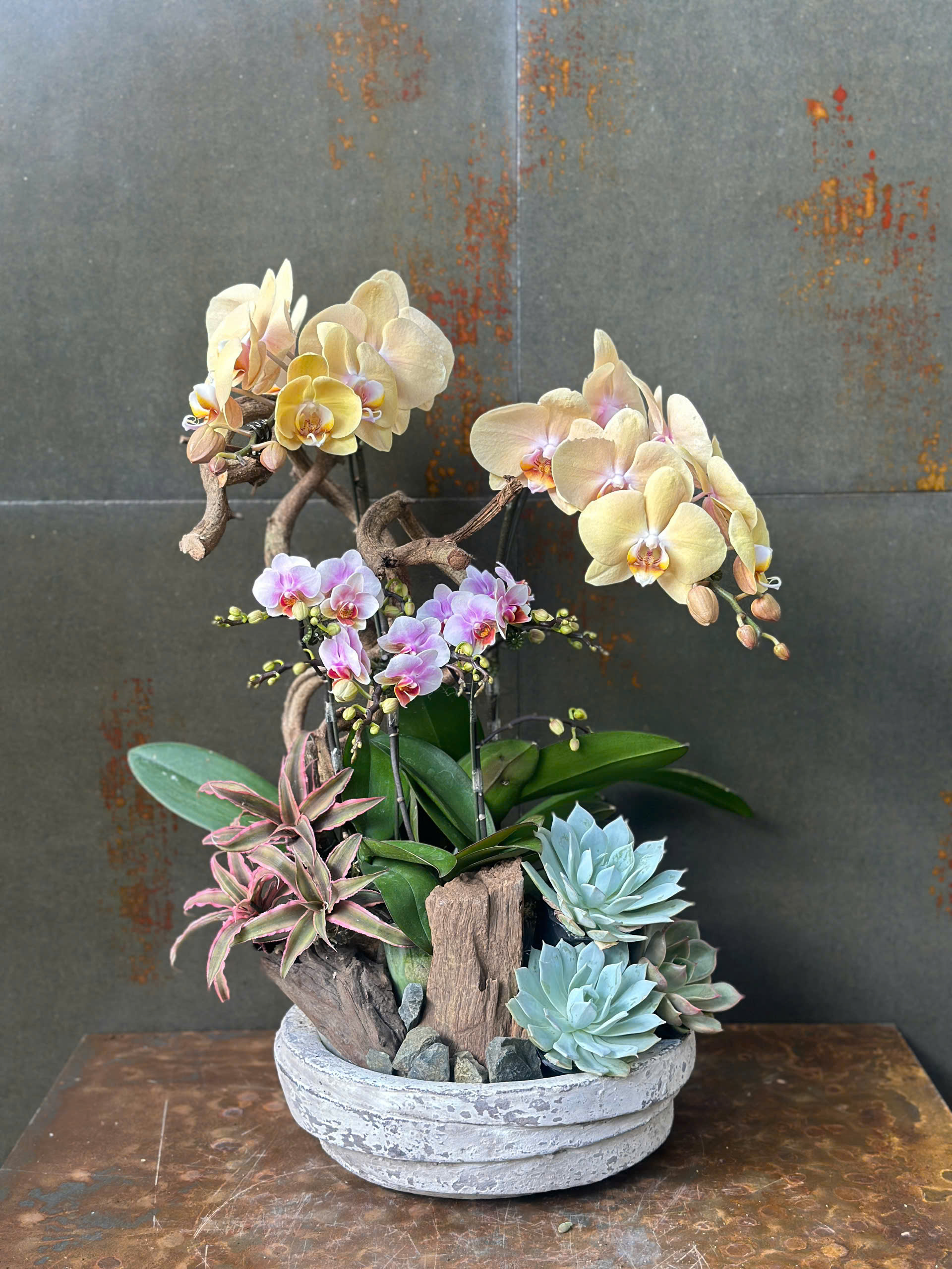 Chậu Lan Hồ Điệp KG170