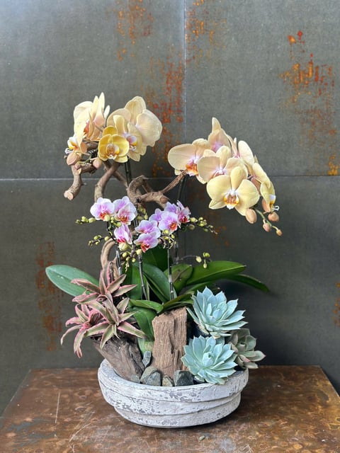 Chậu Lan Hồ Điệp KG170