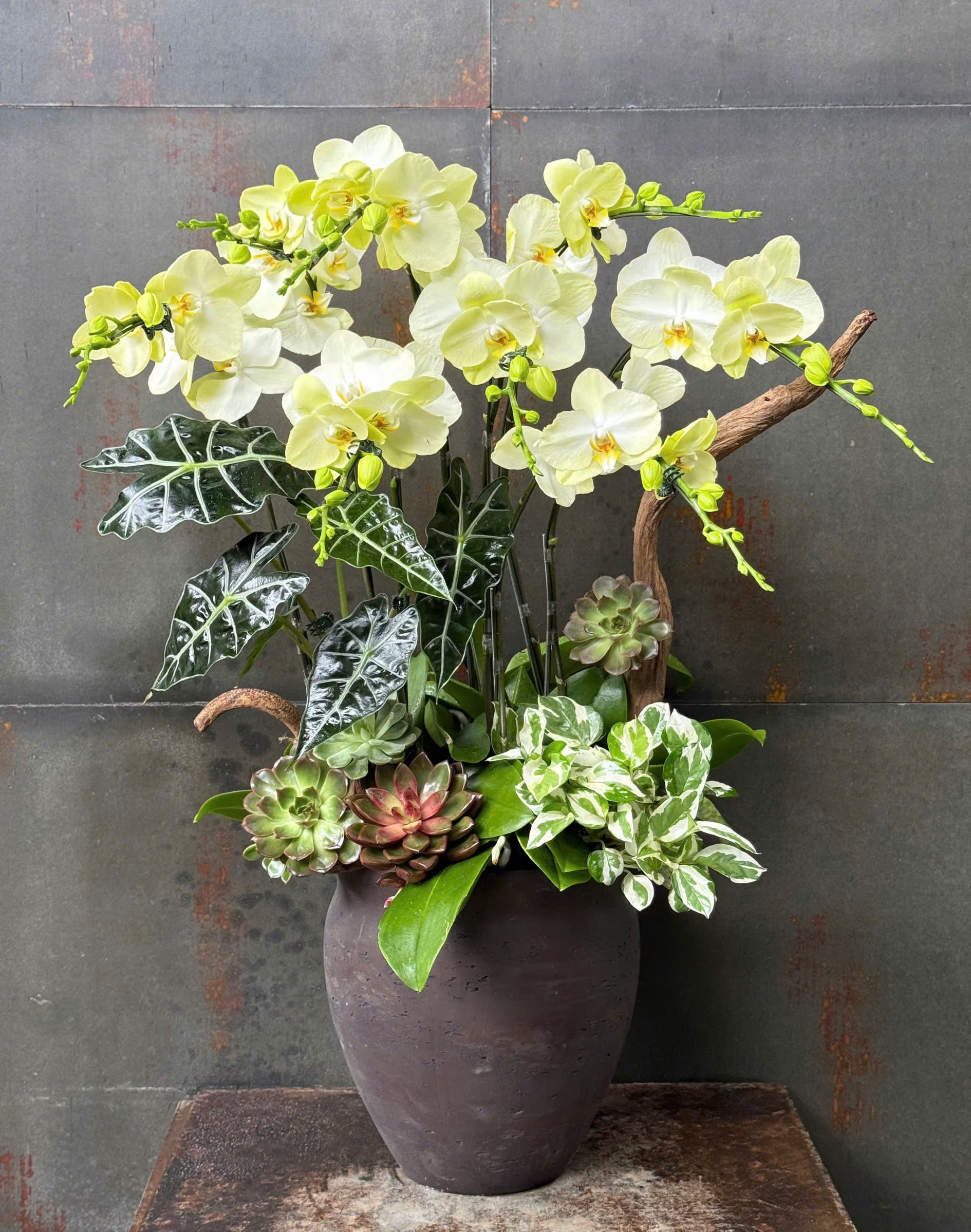 Chậu Lan Hồ Điệp KG173