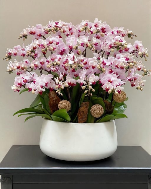 Chậu Lan Hồ Điệp KG142