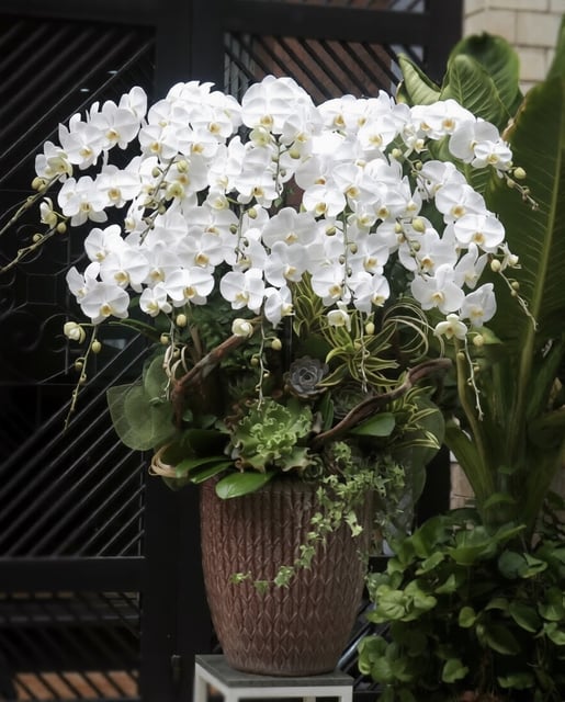 Chậu Lan Hồ Điệp KG130