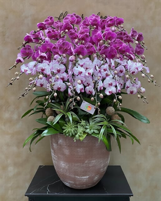 Chậu Lan Hồ Điệp KG122