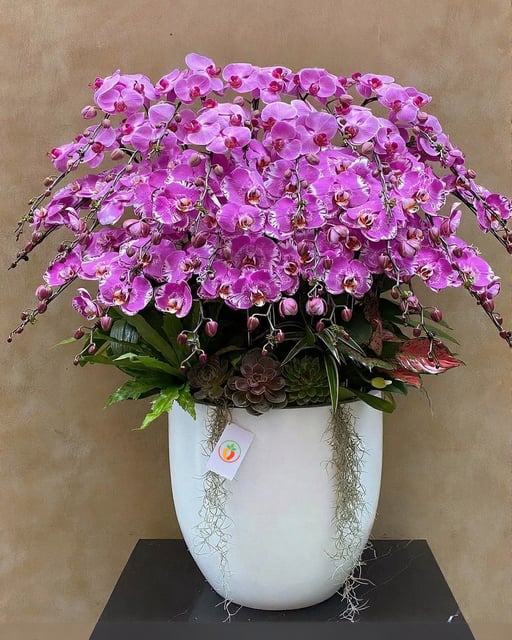 Chậu Lan Hồ Điệp KG135
