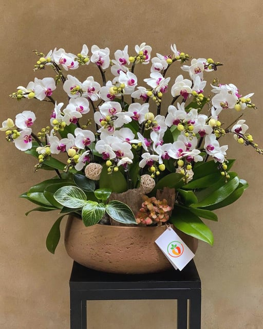 Chậu Lan Hồ Điệp KG119