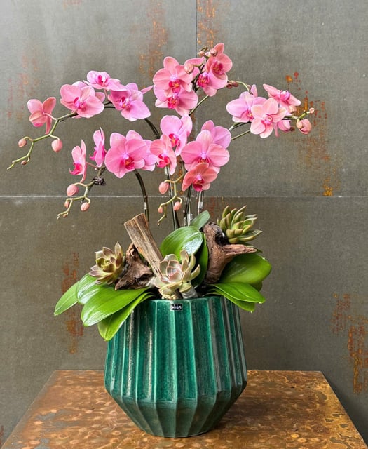 Chậu Lan Hồ Điệp KG171