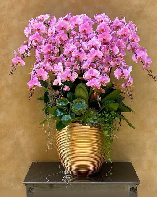 Chậu Lan Hồ Điệp KG146