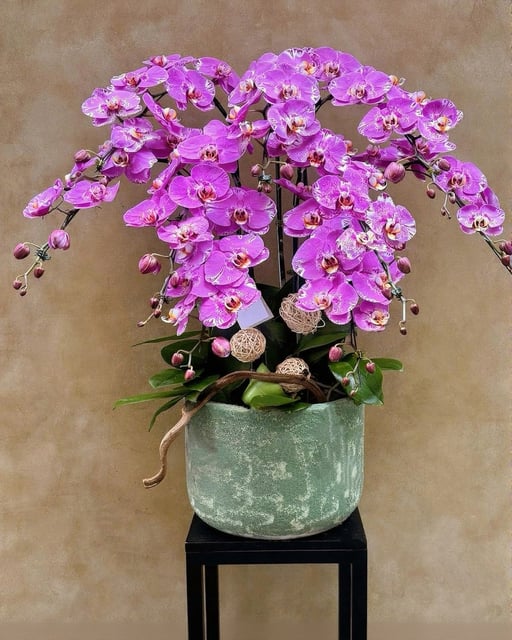 Chậu Lan Hồ Điệp KG154