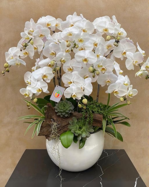 Chậu Lan Hồ Điệp KG157