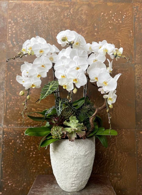 Chậu Lan Hồ Điệp KG175