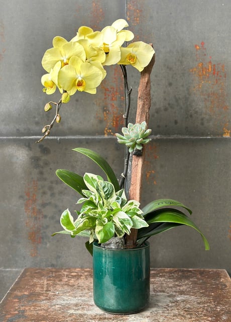 Chậu Lan Hồ Điệp KG166