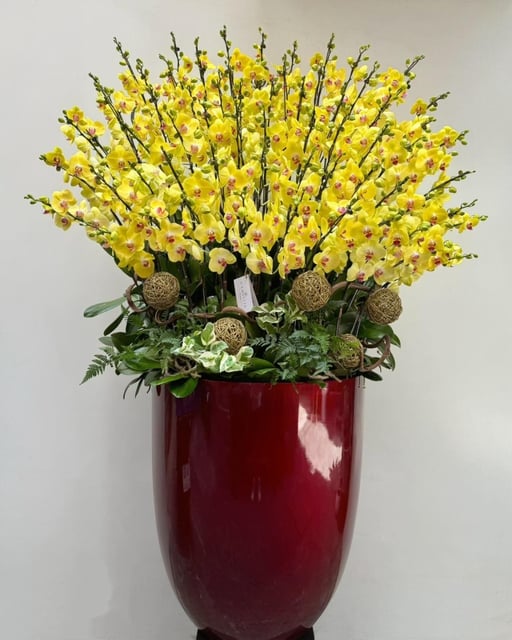 Chậu Lan Hồ Điệp KG117