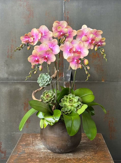 Chậu Lan Hồ Điệp KG172