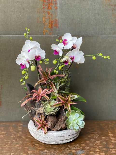 Chậu Lan Hồ Điệp KG169