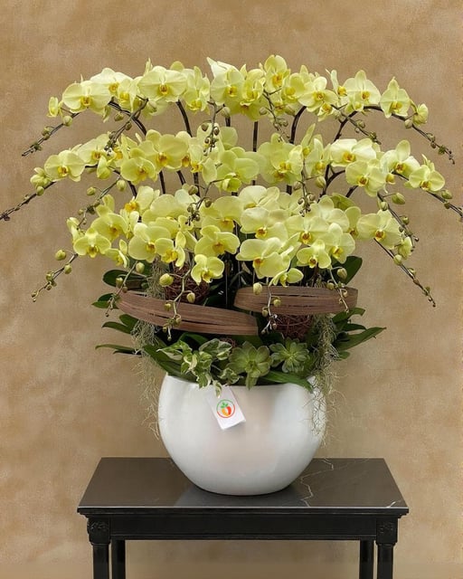 Chậu Lan Hồ Điệp KG143