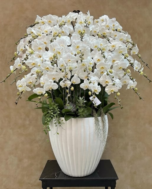 Chậu Lan Hồ Điệp KG125