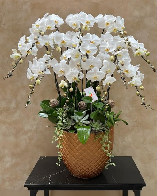 Chậu Lan Hồ Điệp KG140