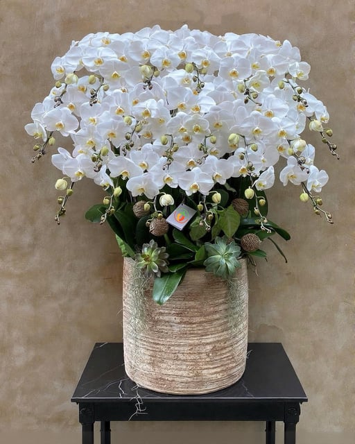 Chậu Lan Hồ Điệp KG144