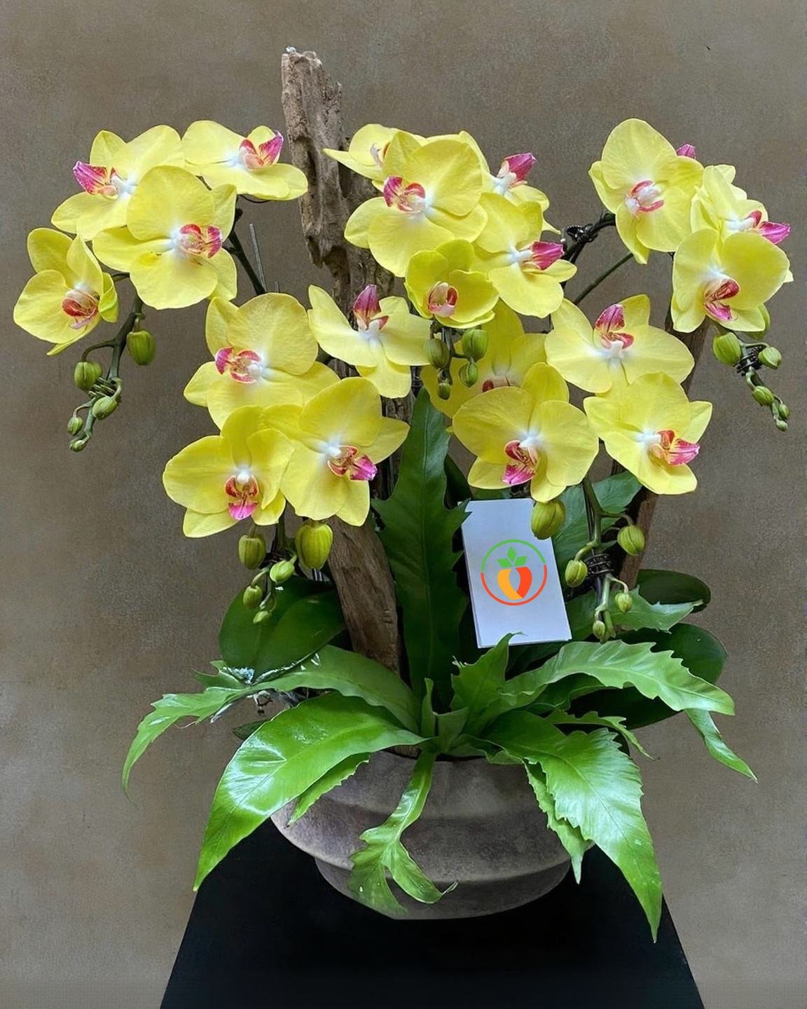 Chậu Lan Hồ Điệp KG138