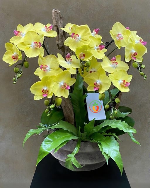 Chậu Lan Hồ Điệp KG138