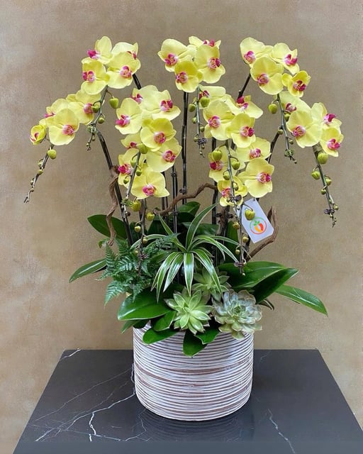 Chậu Lan Hồ Điệp KG139