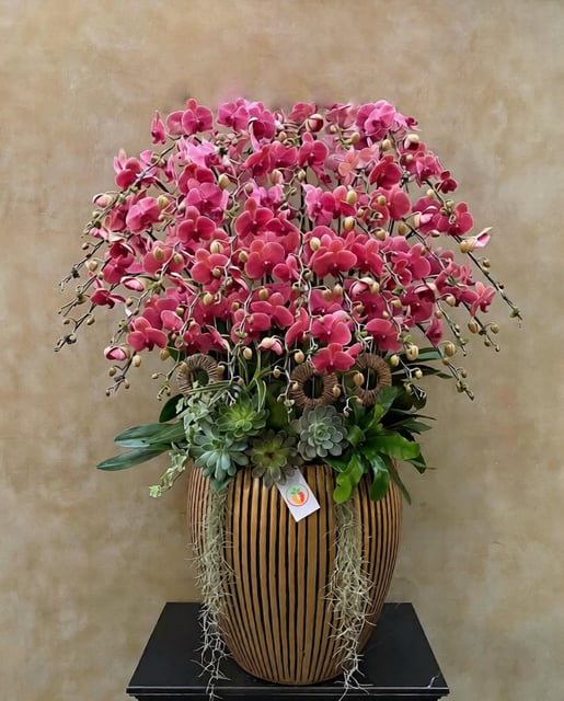 Chậu Lan Hồ Điệp KG124
