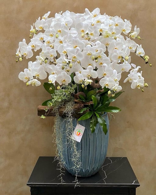 Chậu Lan Hồ Điệp KG120