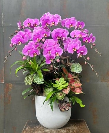 Chậu Lan Hồ Điệp KG107