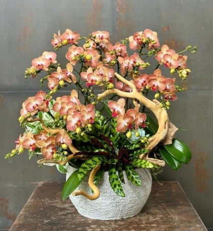 Chậu Lan Hồ Điệp KG184