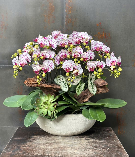 Chậu Lan Hồ Điệp KG176