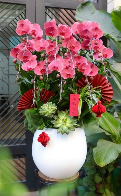 Chậu Lan Hồ Điệp KG06