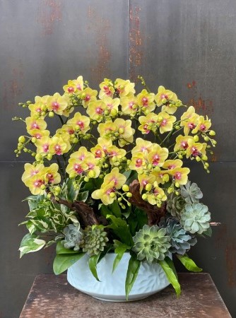 Chậu Lan Hồ Điệp KG195