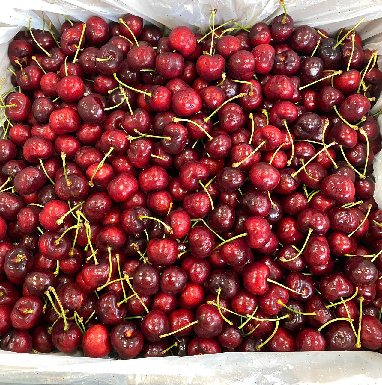 Cherry Mỹ SUN TREE  Size 10