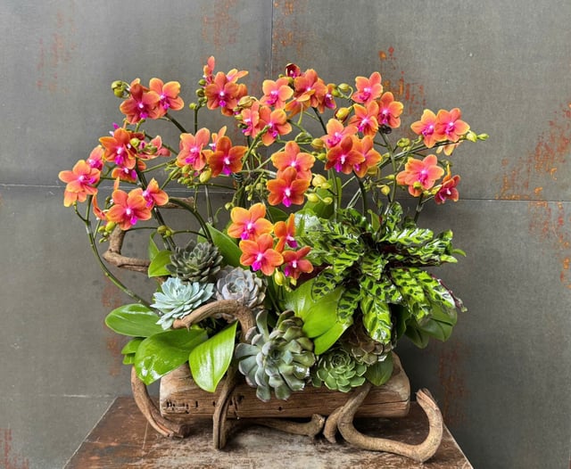 Chậu Lan Hồ Điệp KG182