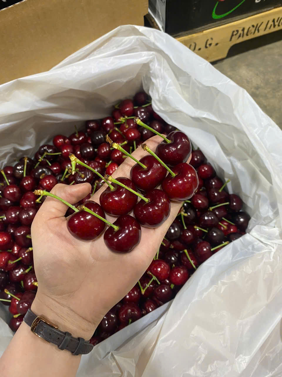 Cherry Mỹ CDM Size 9.5