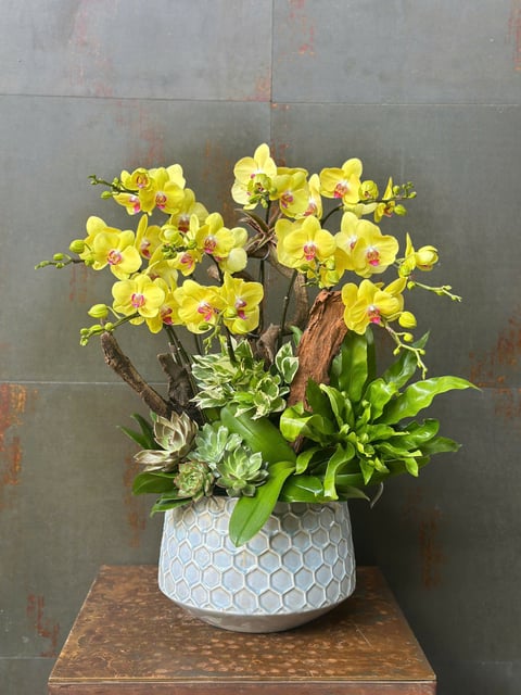 Chậu Lan Hồ Điệp KG180
