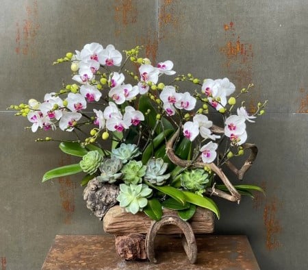 Chậu Lan Hồ Điệp KG160