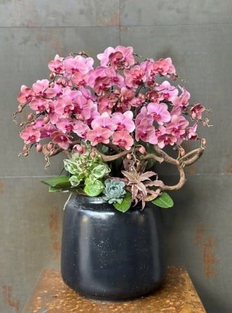 Chậu Lan Hồ Điệp KG201