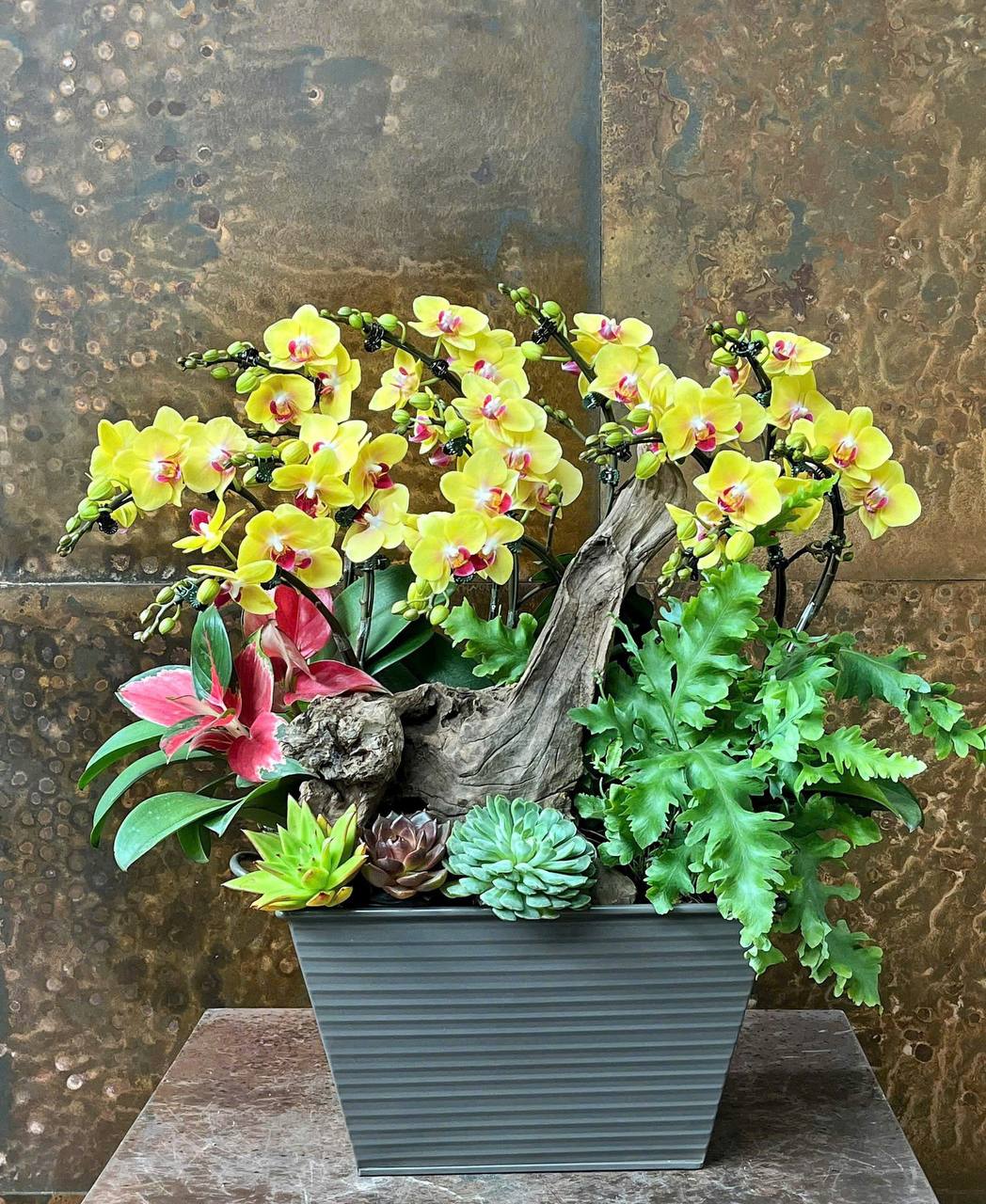 Chậu Lan Hồ Điệp KG185