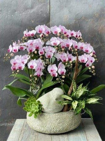 Chậu Lan Hồ Điệp KG192