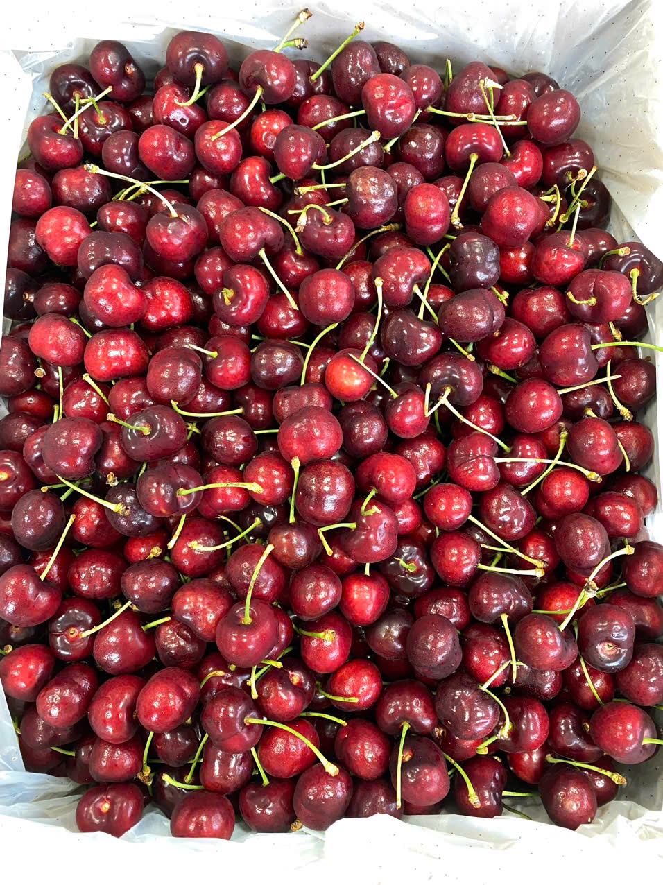 Cherry Mỹ SUN TREE  Size 10