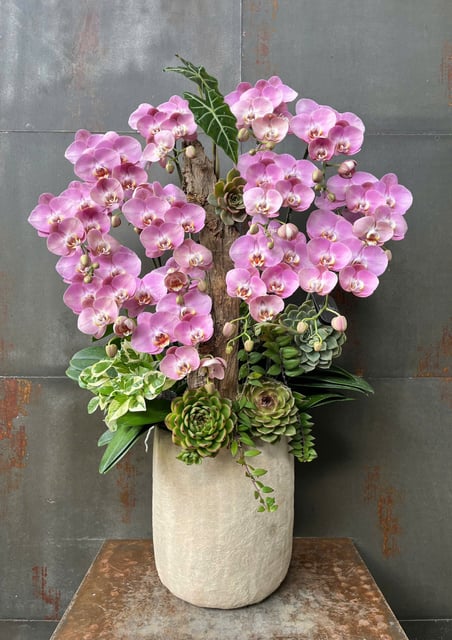 Chậu Lan Hồ Điệp KG178