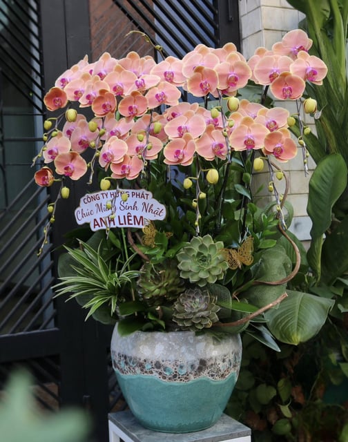 Chậu Lan Hồ Điệp KG25