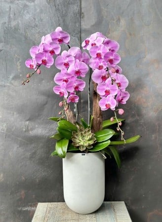 Chậu Lan Hồ Điệp KG159