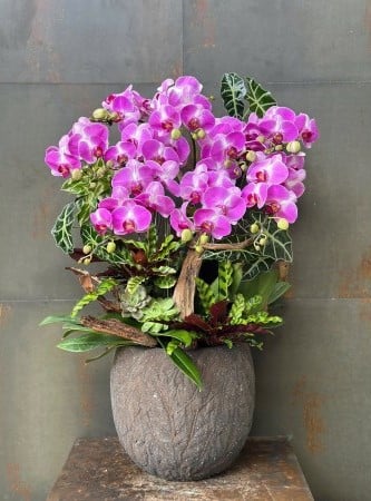 Chậu Lan Hồ Điệp KG179