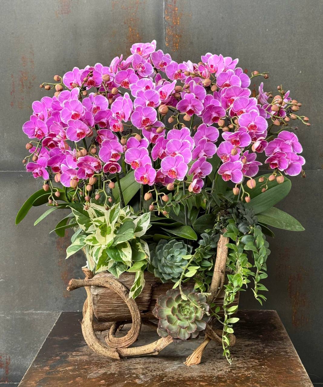 Chậu Lan Hồ Điệp KG197