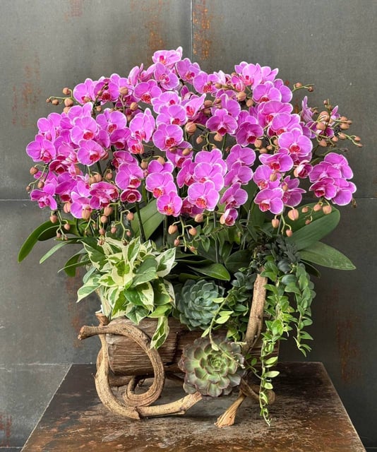 Chậu Lan Hồ Điệp KG197