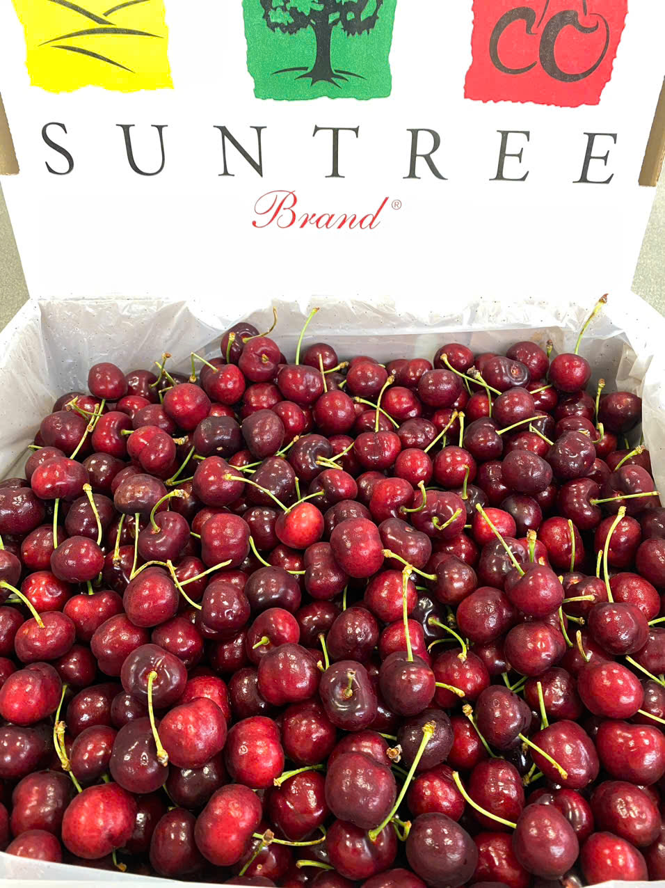 Cherry Mỹ SUN TREE  Size 10