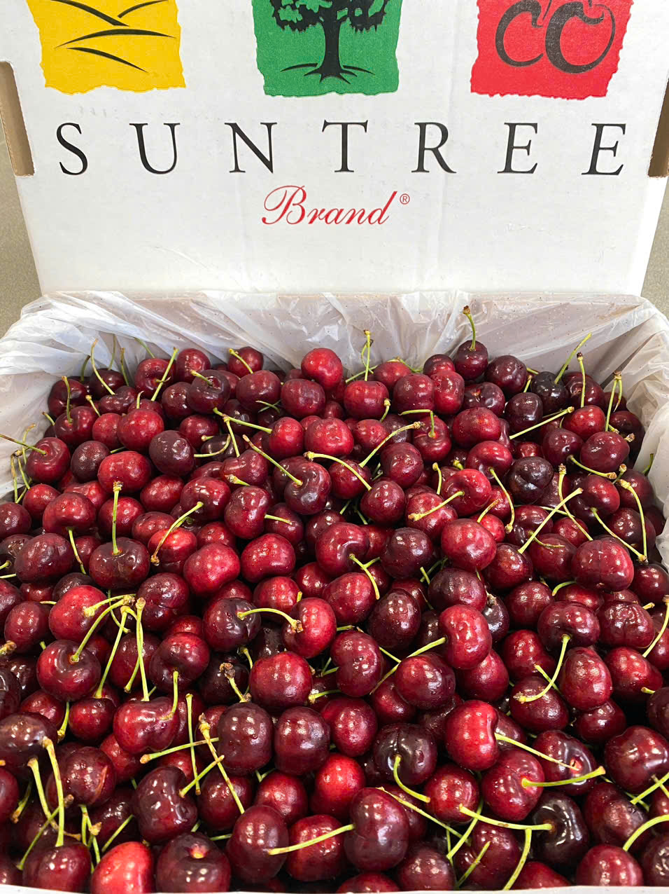 Cherry Mỹ SUN TREE  Size 10