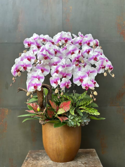 Chậu Lan Hồ Điệp KG155